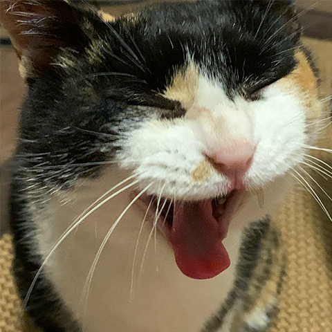 ねぎ アイコン