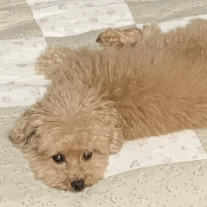 momi アイコン